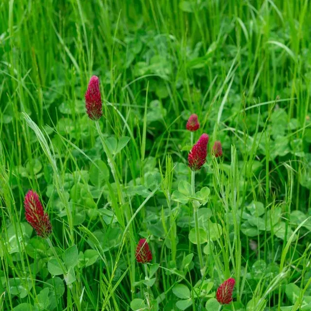 thumbnail for publication: 2025 Cool-Season Forage Variety Recommendations for Florida